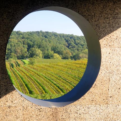 Collio: Eine verborgene Perle der Weinwelt im Friaul - (c) Susanne Wess