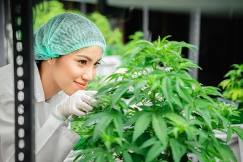 Entdecke High-Class Cannabis: Vergleich von 5 Sorten nach Geschmack, Wirkung und Terpenprofil - (c) https://elements.envato.com/de/a-researcher-is-investigating-quality-and-analyzin-WFE5HCZ