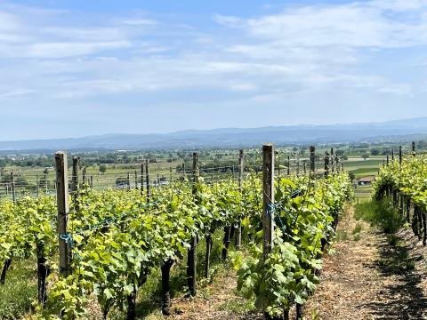 Weites Land und Weinkultur - (c) Eva-Maria Mayring