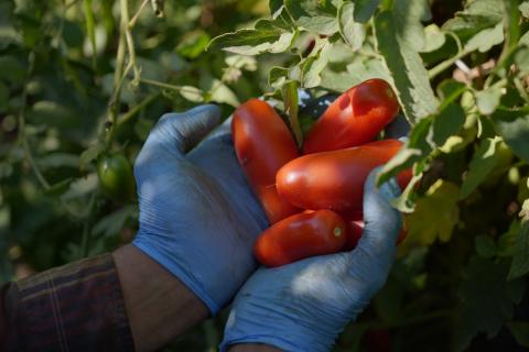 Die San-Marzano-Tomate DOP – warum viele Köche auf diesen Klassiker setzen - (c) Consorzio di Tutela del Pomodoro San Marzano DOP 