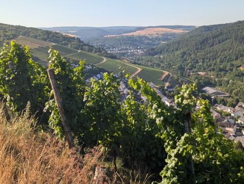Wo die Ruwer den Ton angibt  An der Ruwer entsteht Wein unter anspruchsvollen Bedingungen - (c) Carola Faber